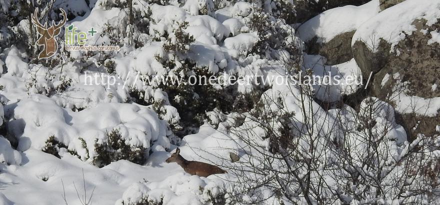 Cervo nella neve (PNRC)