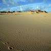Arbus, tracce di cervo sardo sulle dune di Piscinas - foto D.Ruiu su SardegnaDigitalLibrary