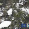 Deer in the snow (PNRC)