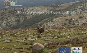 Transfer of deer in Sardinia
