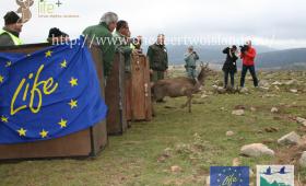 Nueva transferencia de ciervos en Cerdeña