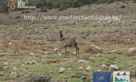 Transfer of deer in Sardinia
