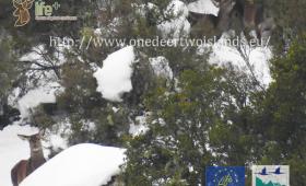 Deer in the snow (PNRC)